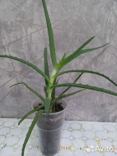 Алоэ столетник