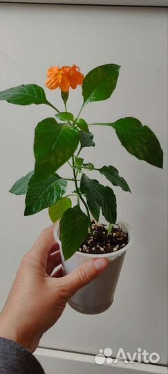 Кроссандра