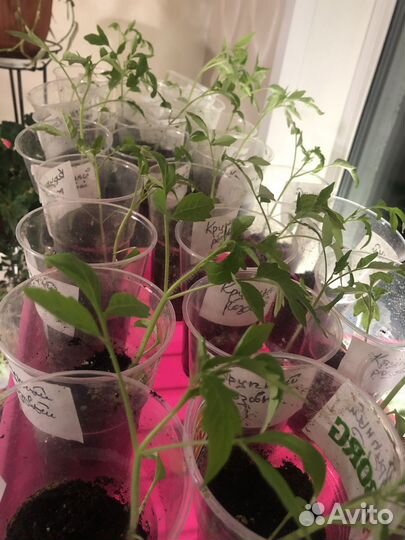 Рассада помидор