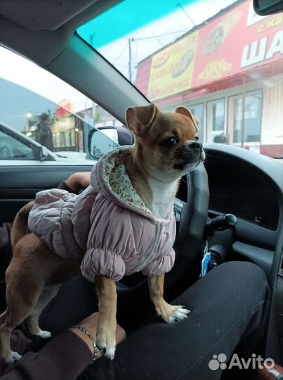 Одежда для собак мелких пород
