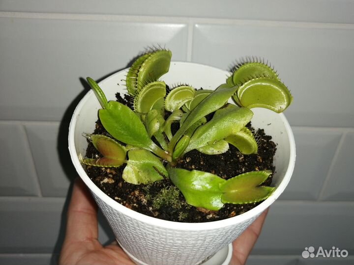 Венерина мухоловка (дионея) в постоянном горшке