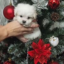 Мальтийская болонка, щенок