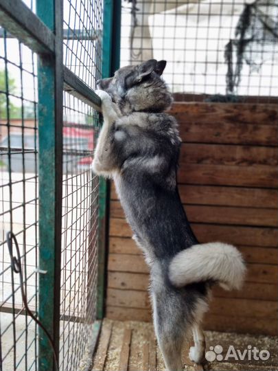 Гром-статный и красивый песик ищет дом