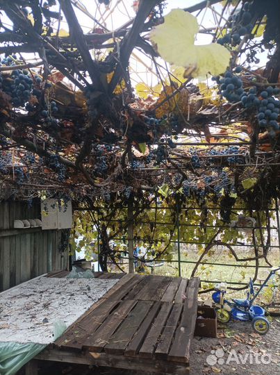 Отдам виноград бесплатно, самовывоз, очень много