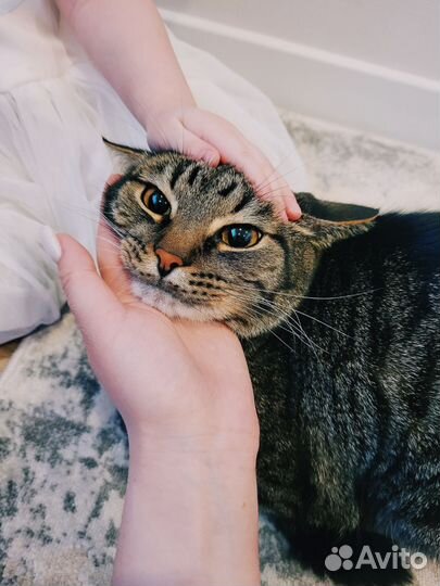 Котик, два года