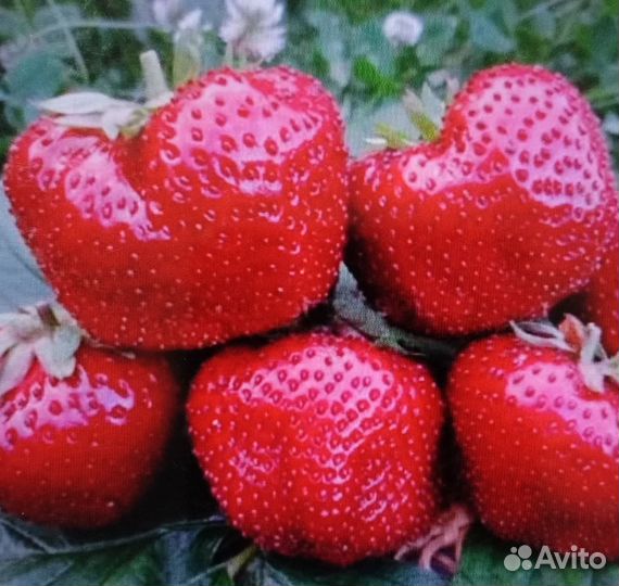 Рассада вкусной клубники, малины, земляники