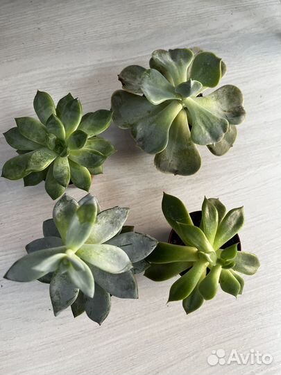 Суккуленты