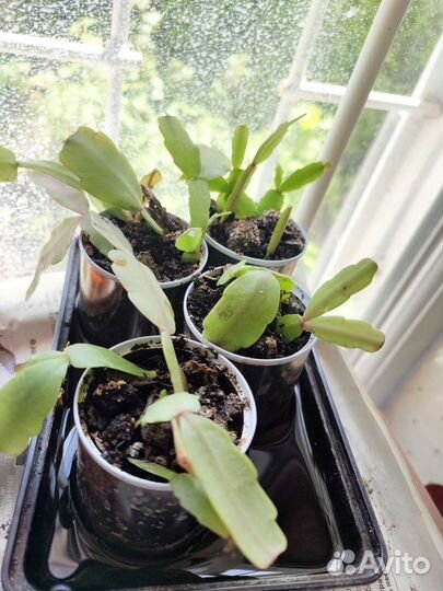 Цветы бегония