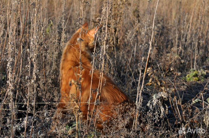 Кот мейн-кун для вязки