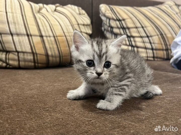 Шотландские котята