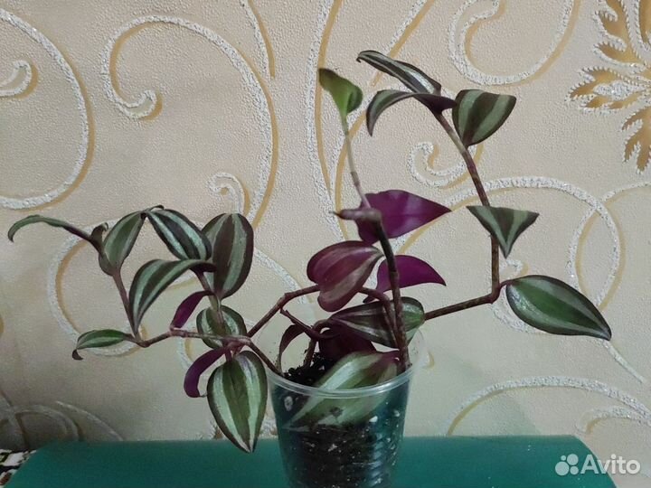 Комнатные растения