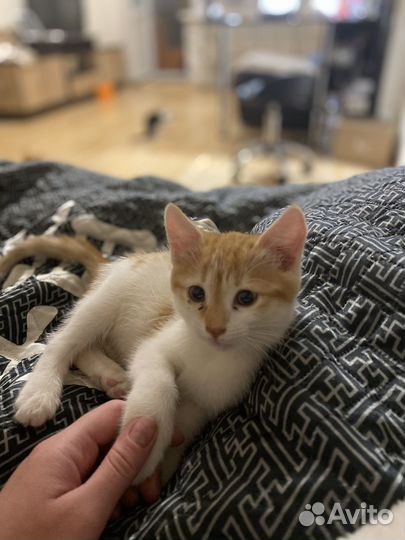Отдам кота в добрые руки