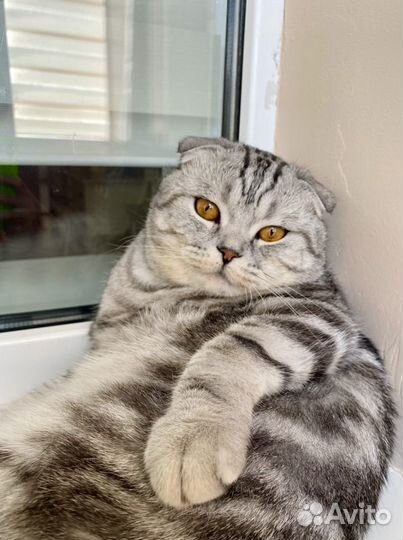 Шотландский кот вязка