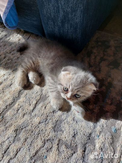 Шотландский вислоухий котик