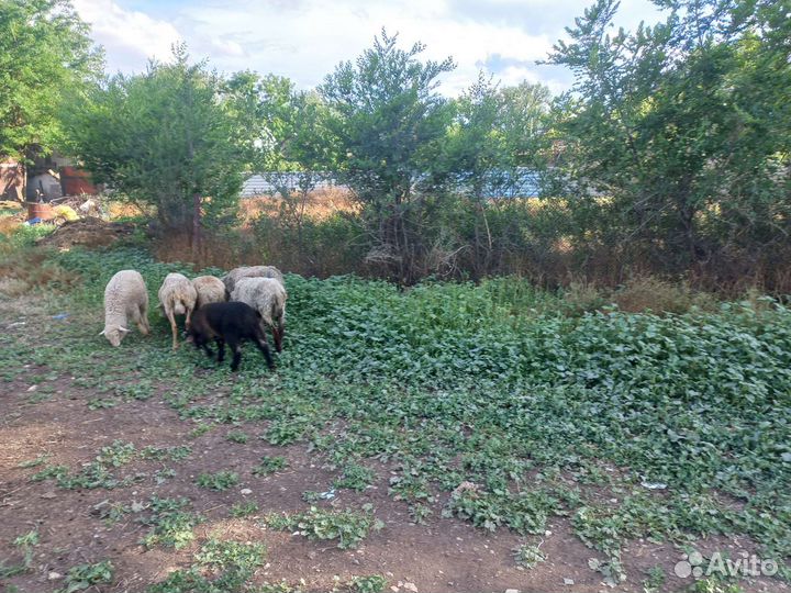 Овцы бараны