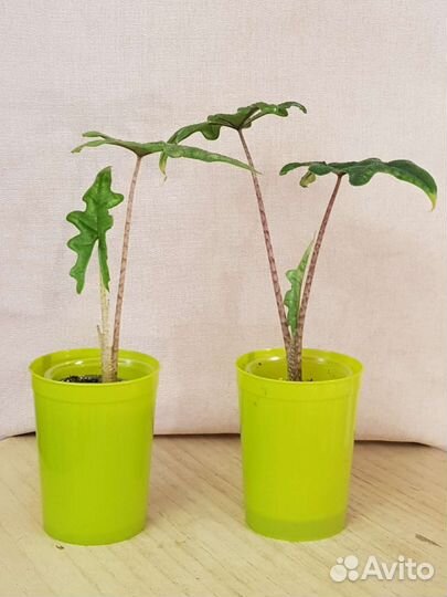 Алоказия Жаклин (A. Jacklyn)