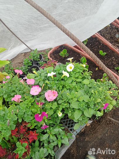 Рассада петунии, эустомы, будлеи,катарантуса