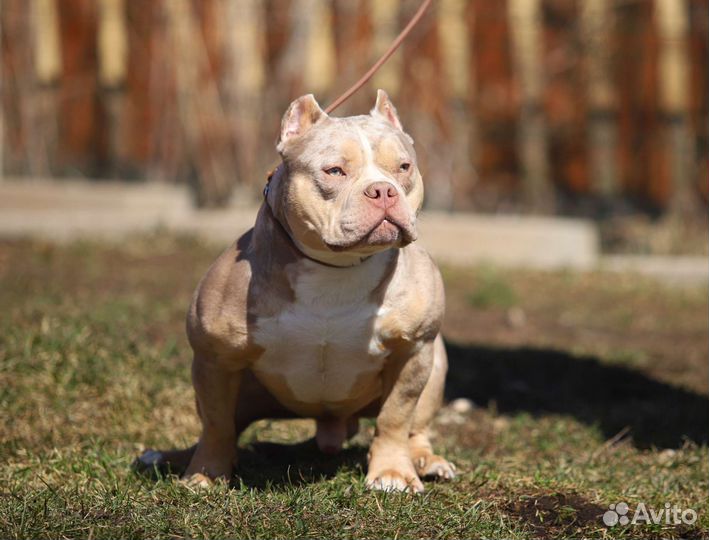 Американский булли вязка