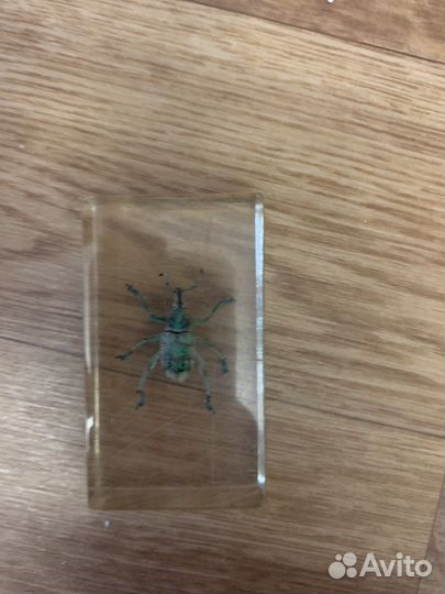 Насекомые под стеклом(коллекционные)