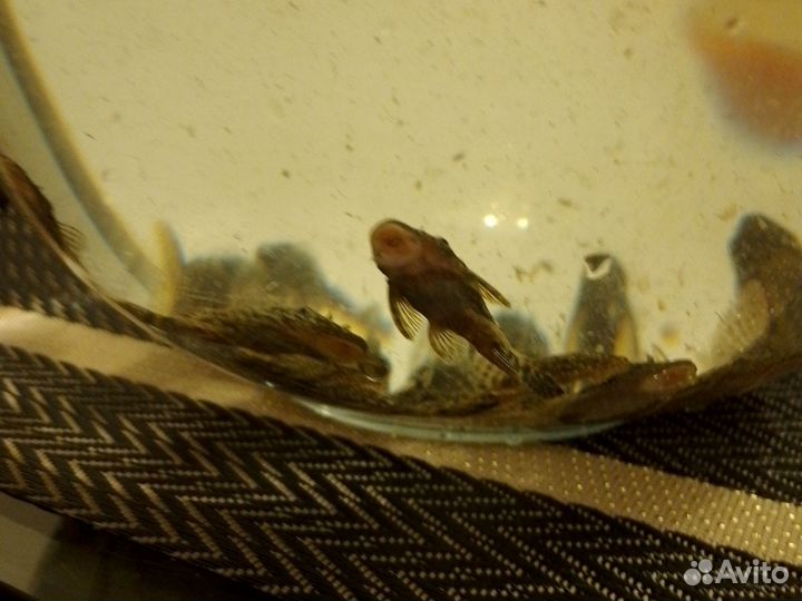 Аквариумные рыбки