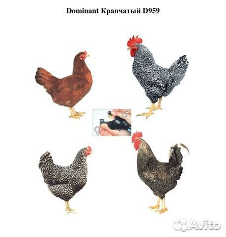 Яйцо лучшей несушки Доминант