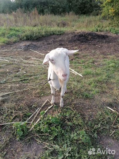 Коза дойная