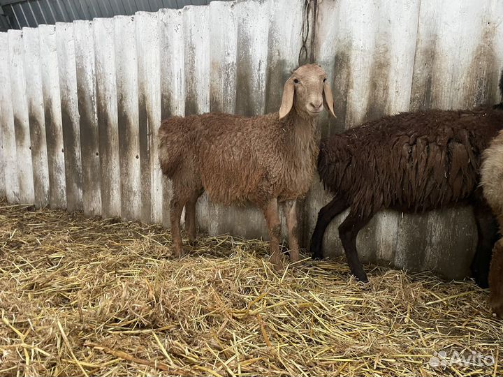Овцы бараны