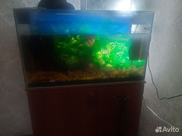 Аквариум с рыбками 80 литров