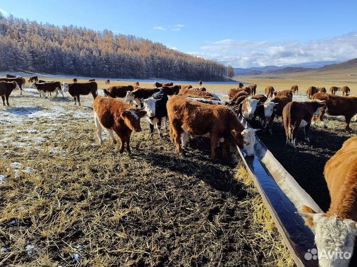 Телочки и бычки