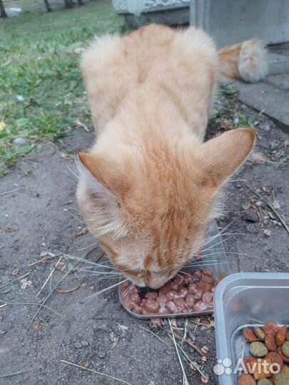 Котята майкун бесплатно