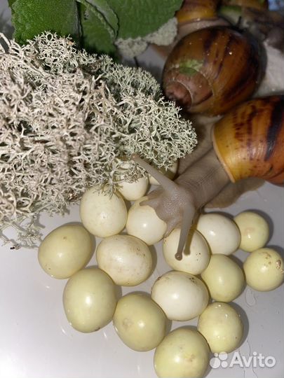 Улитка Архахатина Маргината Сутуралис