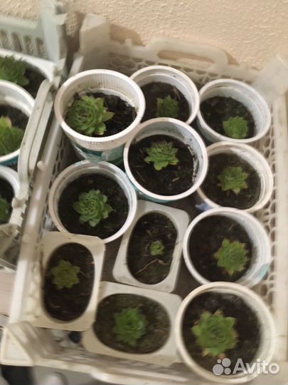 Каменная роза - молодило