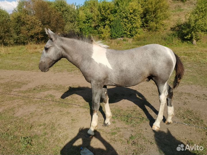 Лошади жеребята