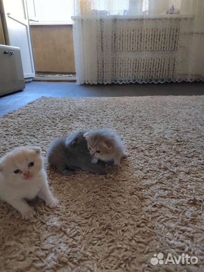 Британские котята