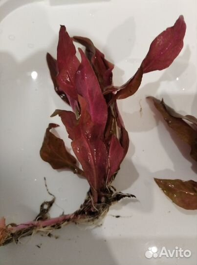 Улитки теодоксус, растения для аквариума и другое