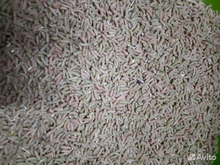 Опарыш отборный