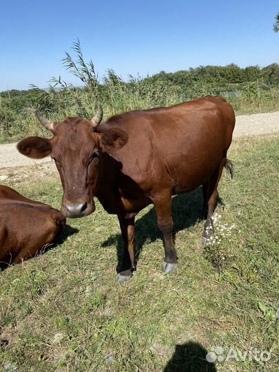 Чистопородно-красно-степная телка