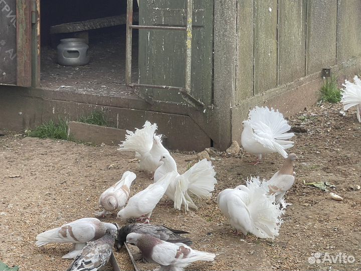 Павлины(голуби)