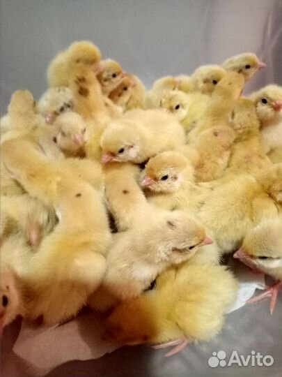 Перепел мясной Дмитриевский и Танюшкин Фараон