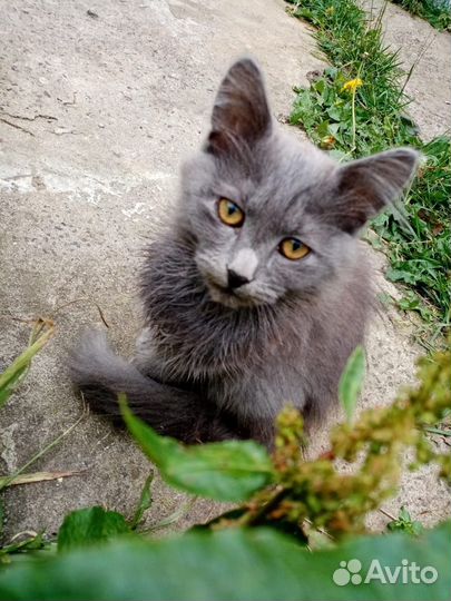 Отдам котенка в добрые руки