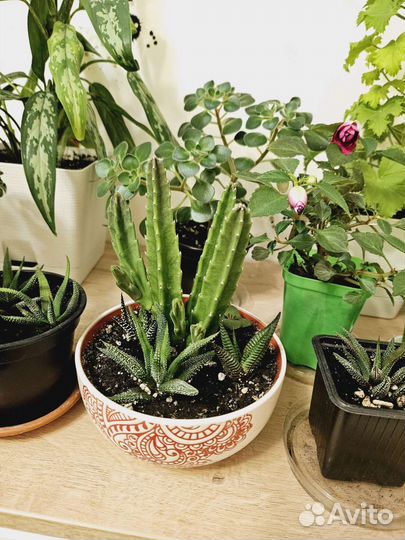 Комнатные цветы