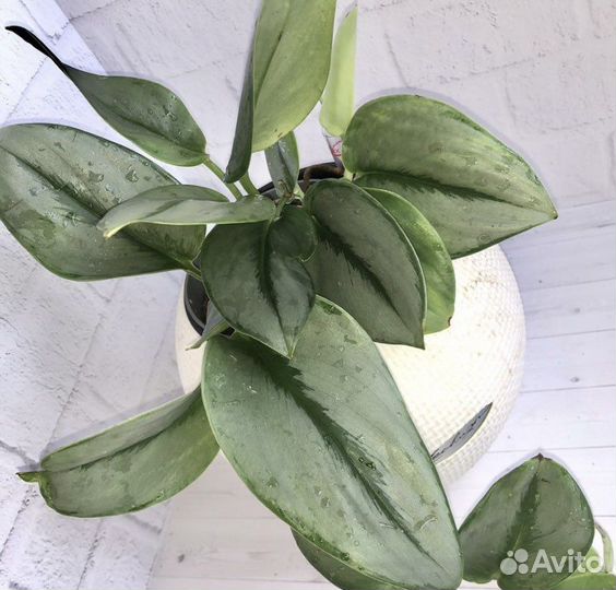 Сциндапсус мунлайт