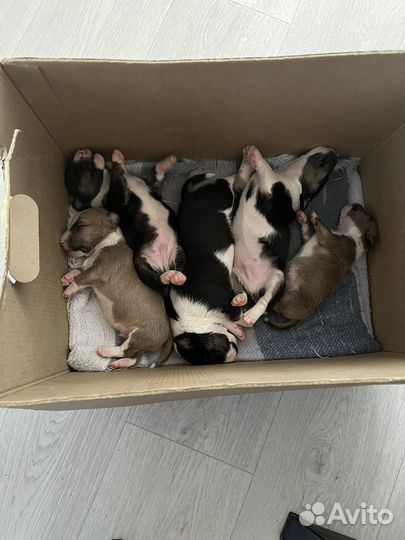 Щенки мини бультерьера