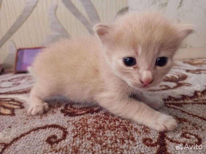 Котенок в добрые руки бесплатно