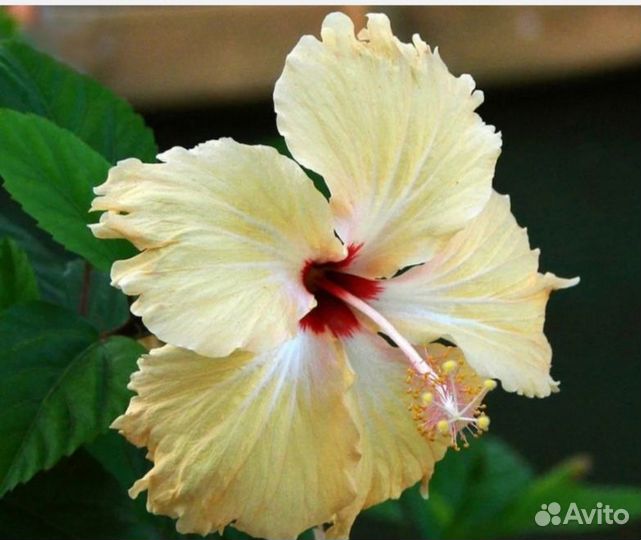 Гибискусы сортовые срез