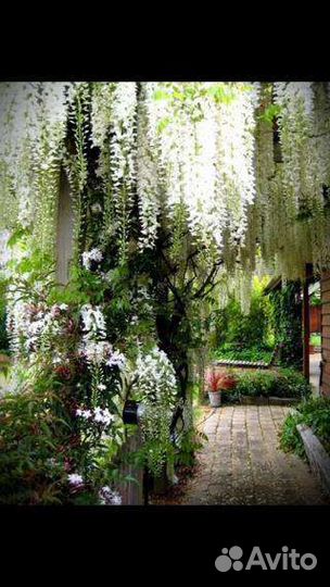 Глициния саженцы