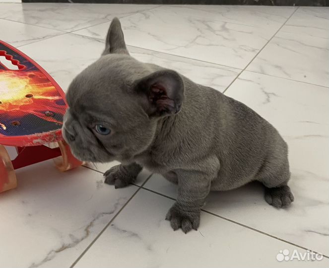 Французский бульдог щенок, голубой окрас