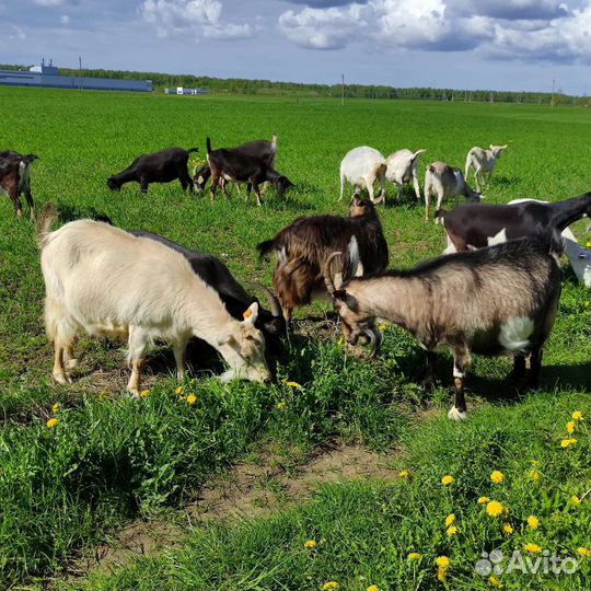 Молоко Козье от Альпийских коз