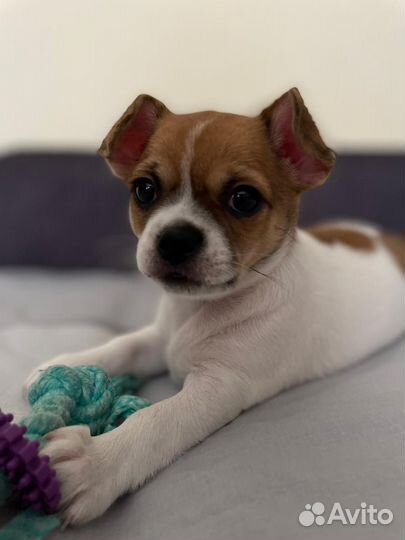 Очаровательный щенок чихуахуа