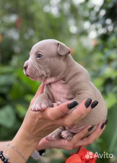 Американский булли щенки